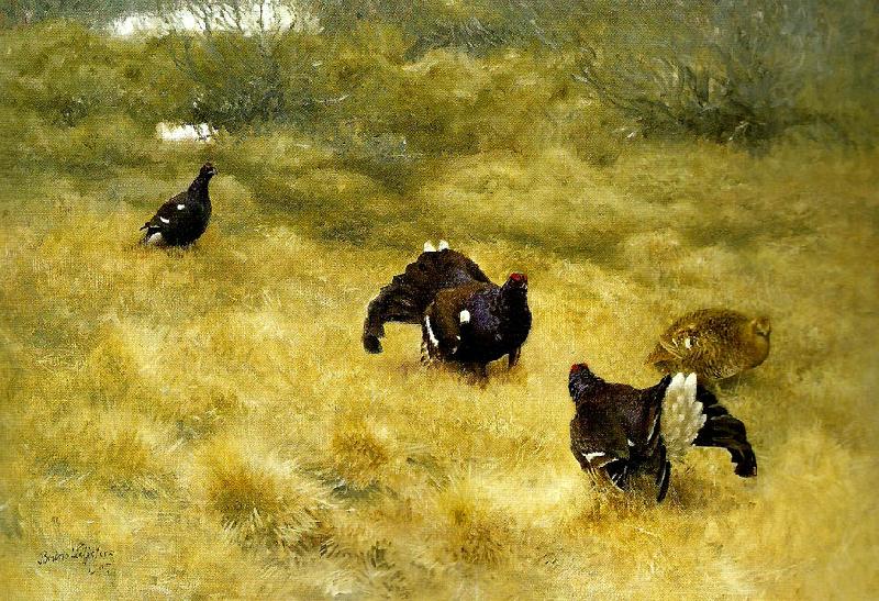 bruno liljefors orrspel i mossen Sweden oil painting art
